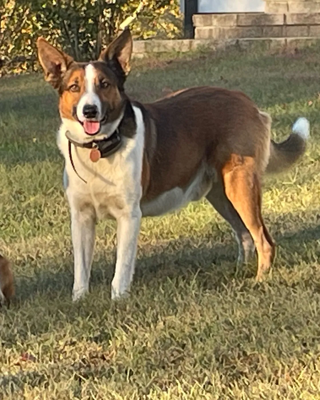 Todd, Tricolor