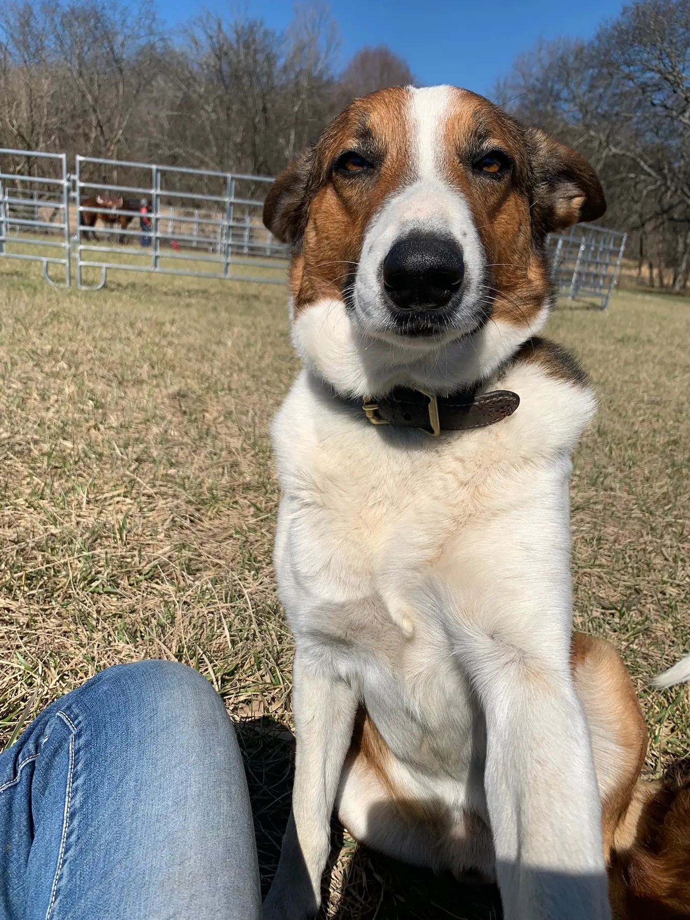 A red and white Welsh Sheepdog sitting tall in the pasture with the horse paddock behind