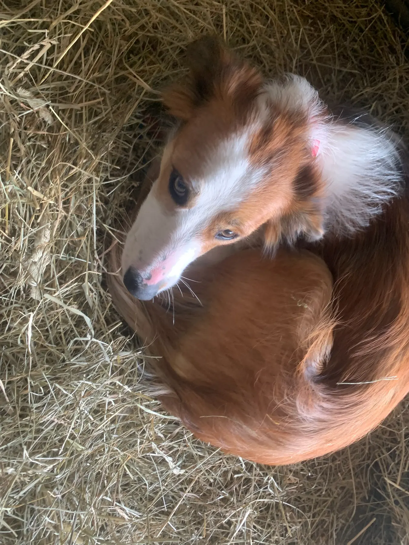 A red and white dog curled up asleep in a nest of hay