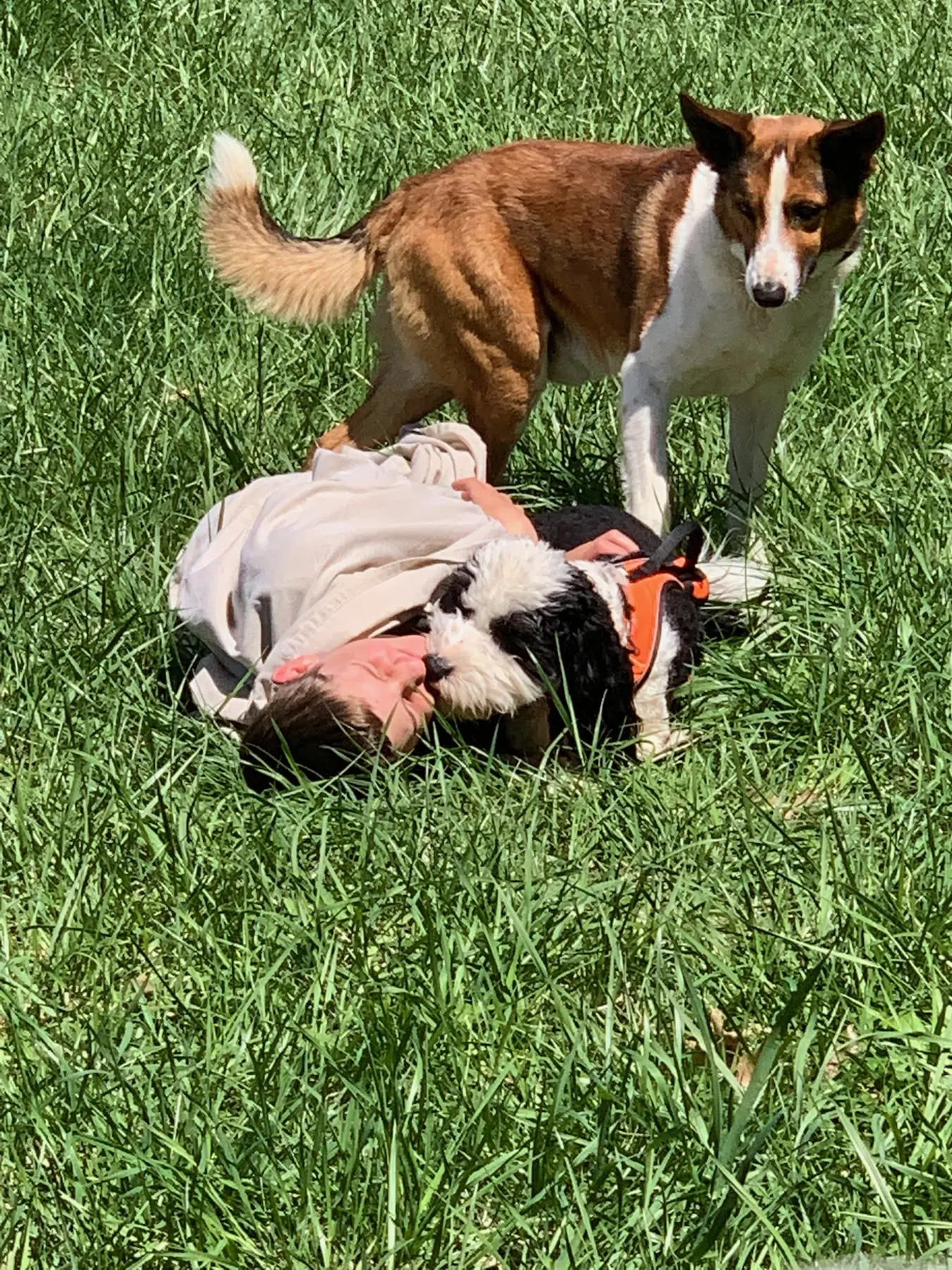 A Welsh Sheepdog standing over a child lying in the spring grass